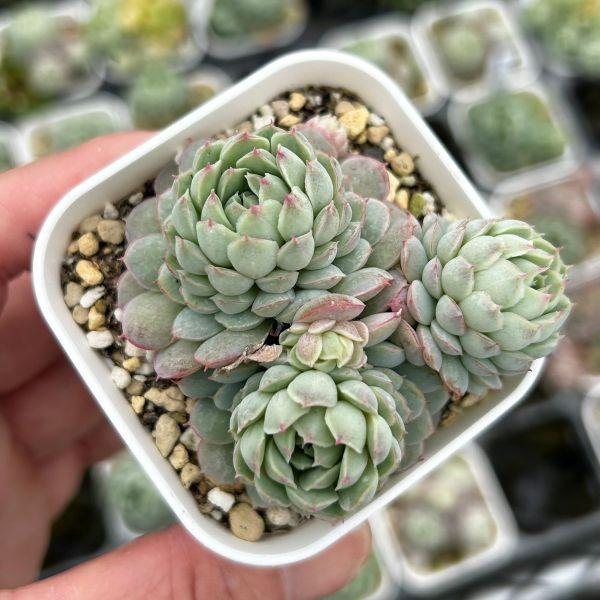 多肉植物 エケベリア ボールオブファット 7.5cmポット苗 : ハニー