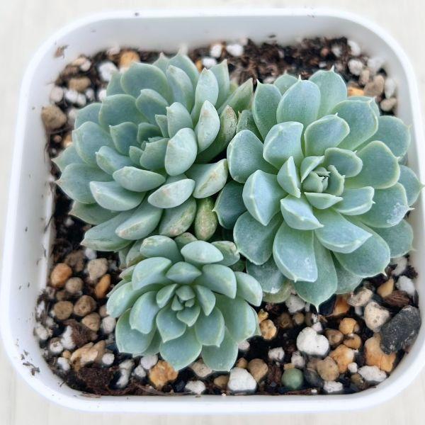 多肉植物 エケベリア ボールオブファット 7.5cmポット苗 : ハニー