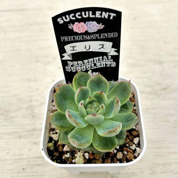 多肉植物 エケベリア エリス 7.5cmポット苗 : ハニーミント - 通販