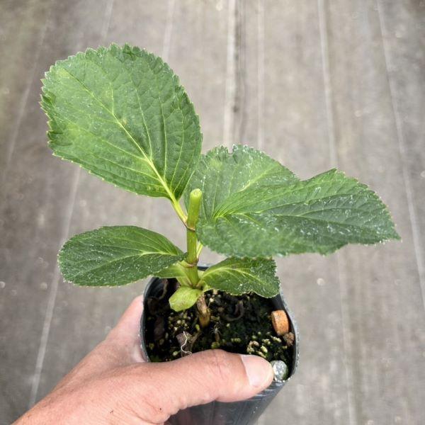 当店農場生産】ハイドランジア 疾風迅雷 9cmポット苗（翌年開花株