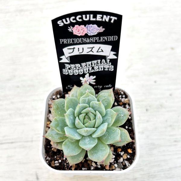 多肉植物 エケベリア プリズム 7.5cmポット苗 : ハニーミント - 通販