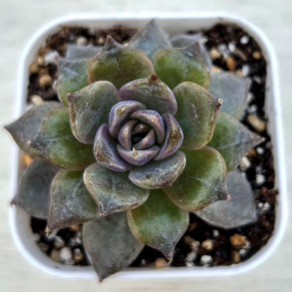 多肉植物 エケベリア ブラッククリスタルローズ 7.5cmポット苗