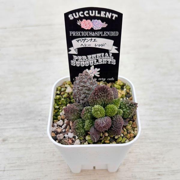 多肉植物 アドロミスクス マリアンナエ ヘレー レッド 7.5cmポット苗