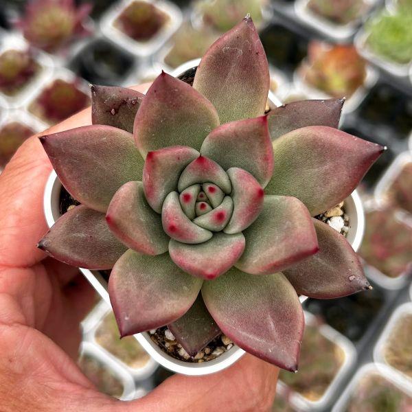 多肉植物 エケベリア レッドソウル 7.5cmポット苗 : ハニーミント