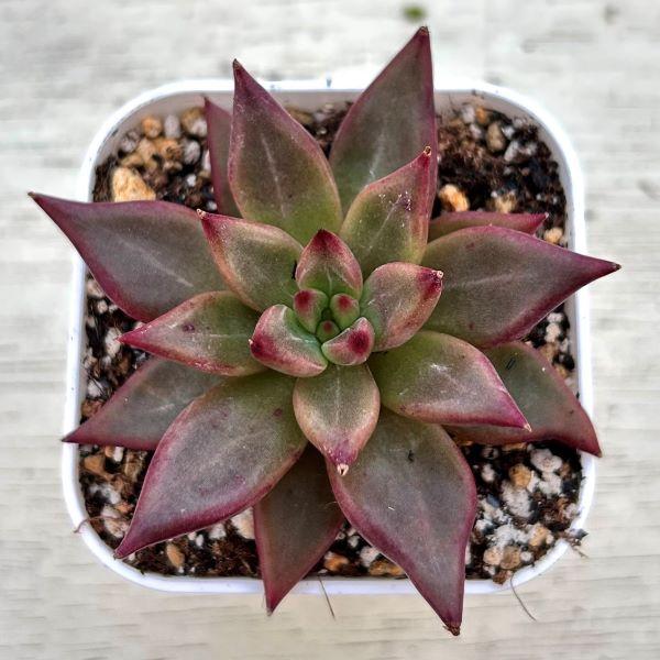 多肉植物 エケベリア レッドソウル 7.5cmポット苗 : ハニーミント