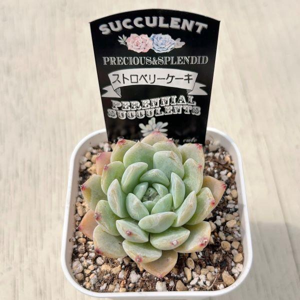 多肉植物 エケベリア ストロベリーケーキ 7.5cmポット苗 : ハニー