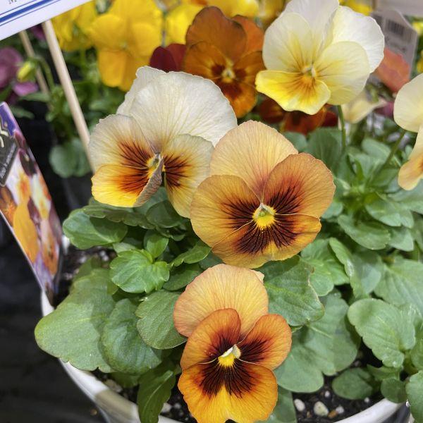当店農場生産】小輪パンジー わらく アンティークオレンジ（花なし苗
