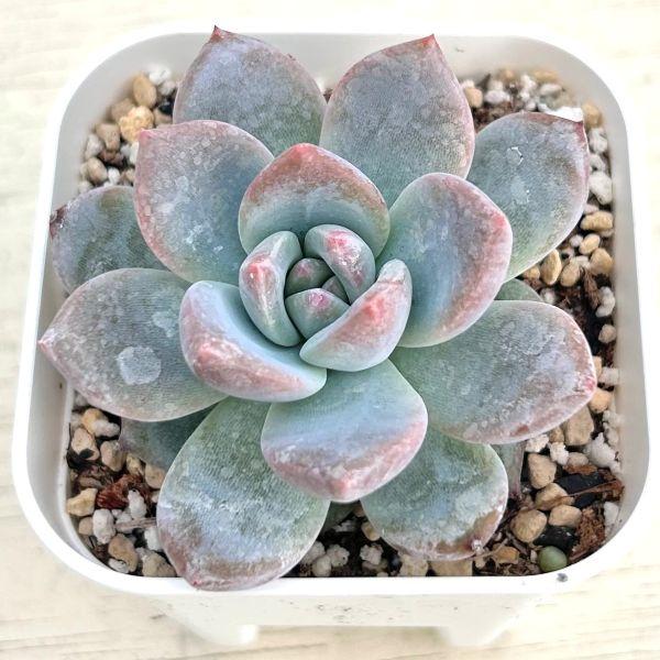 多肉植物 エケベリア キャンディーオレンジ 7.5cmポット苗 : ハニー