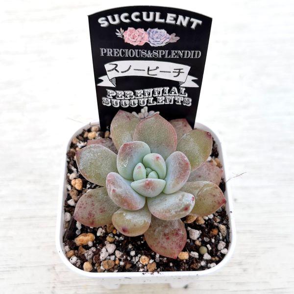 多肉植物 エケベリア スノーピーチ 7.5cmポット苗 : ハニーミント