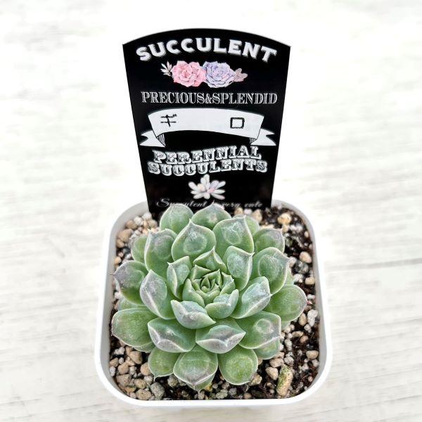 多肉植物 エケベリア ギロ 7.5cmポット苗 : ハニーミント - 通販