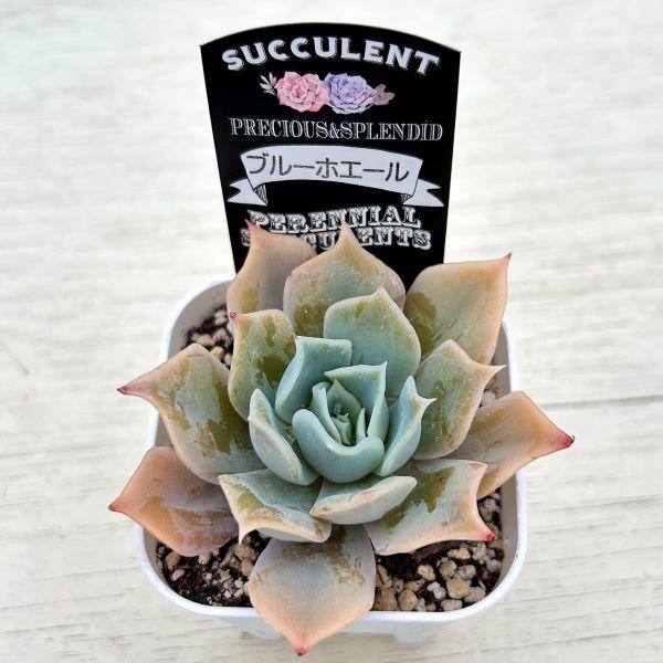 多肉植物 韓国苗　ブルーハイヒール 多肉植物 エケベリア ブルーホエール 7.5cmポット苗 : ハニーミント