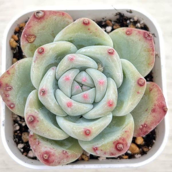 多肉植物 エケベリア 桃太郎 7.5cmポット苗 : ハニーミント - 通販