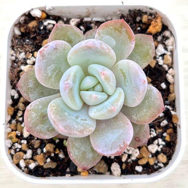多肉植物 エケベリア ピンクモンロー 7.5cmポット苗 : ハニーミント
