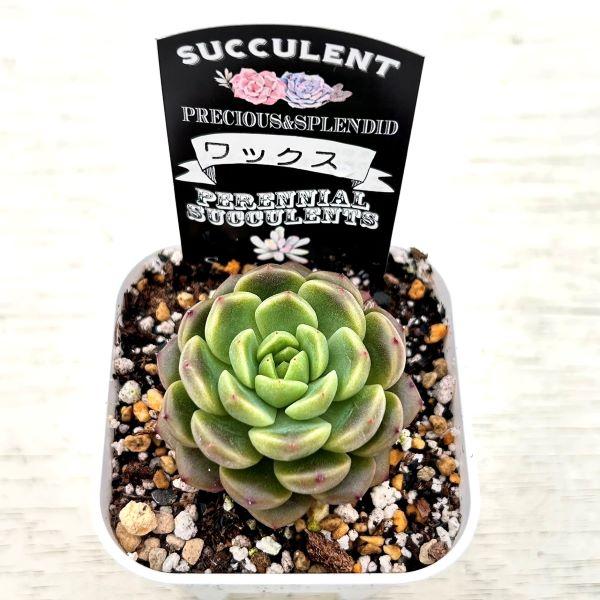 多肉植物 エケベリア ワックス 7.5cmポット苗 : ハニーミント - 通販