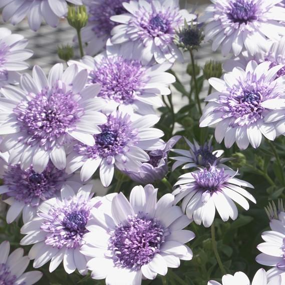 当店農場生産】オステオスペルマム フォーチュンブルー 9cmポット苗