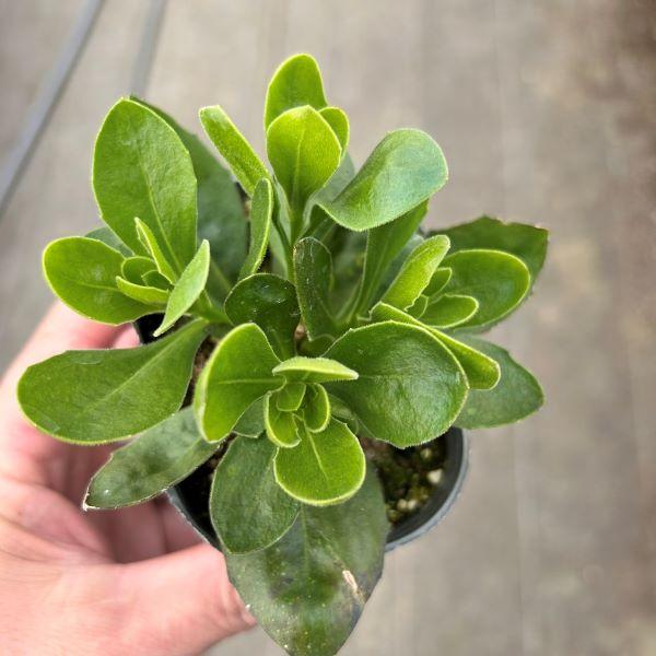 オステオスペルマム❤3苗　抜き苗 オステオスペルマム❤3苗 抜き苗 オステオスペルマム❤3苗 抜き苗