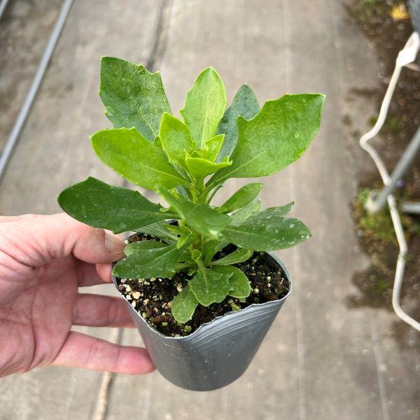 当店農場生産】オステオスペルマム 3D ホワイト 9cmポット苗 多年草