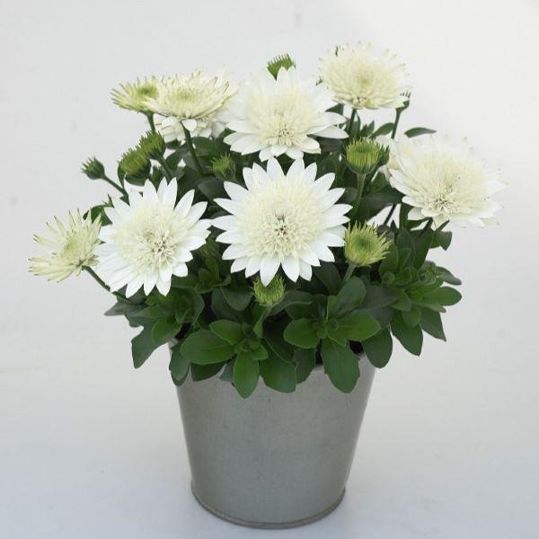 当店農場生産】オステオスペルマム 3D ホワイト 9cmポット苗 多年草