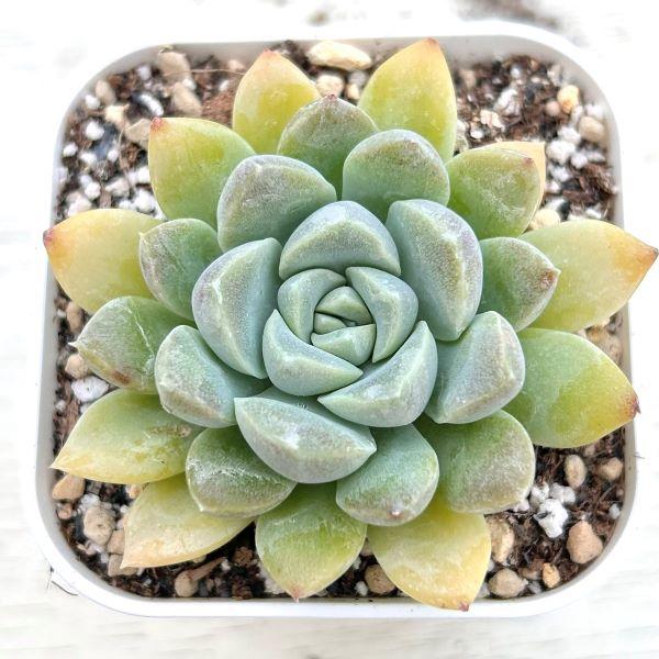 Top【選抜株】多肉植物　362995クリームビューティー　80個　鉢無し/脱土 多肉植物 エケベリア クリームビューティー 7.5cmポット苗 : ハニー