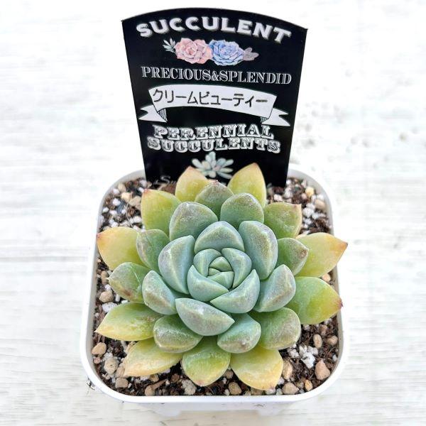 多肉植物 エケベリア クリームビューティー 7.5cmポット苗 : ハニー