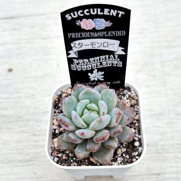 多肉植物 エケベリア スターモンロー 7.5cmポット苗 : ハニーミント