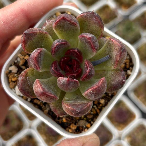 多肉植物 エケベリア レッドクリスタル 7.5cmポット苗 : ハニーミント
