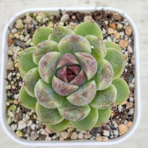 多肉植物 エケベリア レッドクリスタル 7.5cmポット苗 : ハニーミント