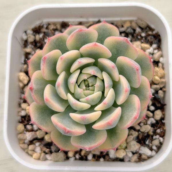 多肉植物 エケベリア ブルーミニマ錦 7.5cmポット苗 : ハニーミント