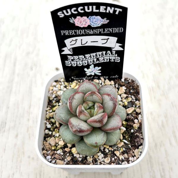 多肉植物 エケベリア グレープ 7.5cmポット苗 : ハニーミント - 通販