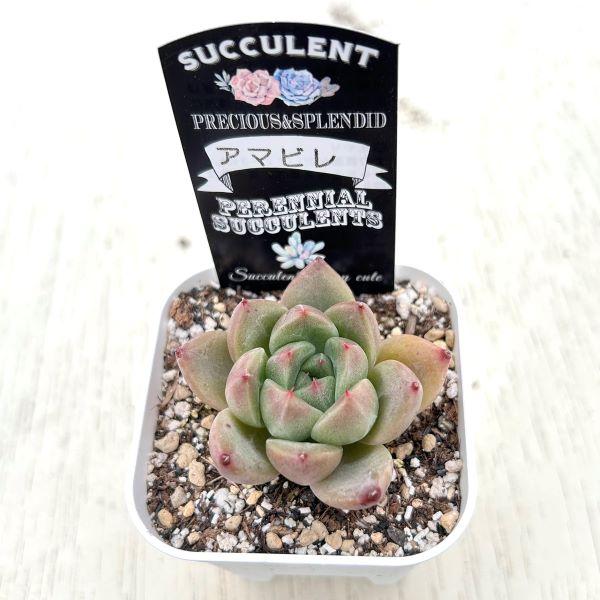 多肉植物 エケベリア アマビレ 7.5cmポット苗 : ハニーミント - 通販