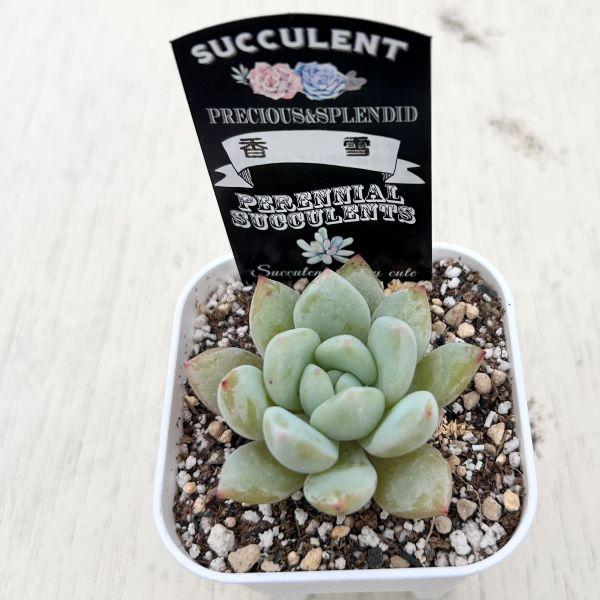 多肉植物 エケベリア 香雪 7.5cmポット苗 : ハニーミント - 通販