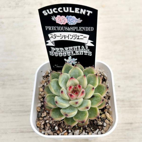 多肉植物 エケベリア スターシャインジェニー 7.5cmポット苗 : ハニー