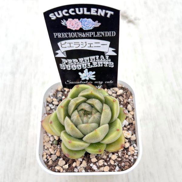 多肉植物 エケベリア ピエラジェニー 7.5cmポット苗 : ハニーミント