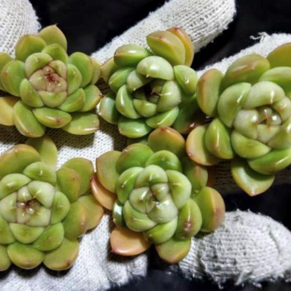 多肉植物 エケベリア ピエラジェニー 7.5cmポット苗 : ハニーミント