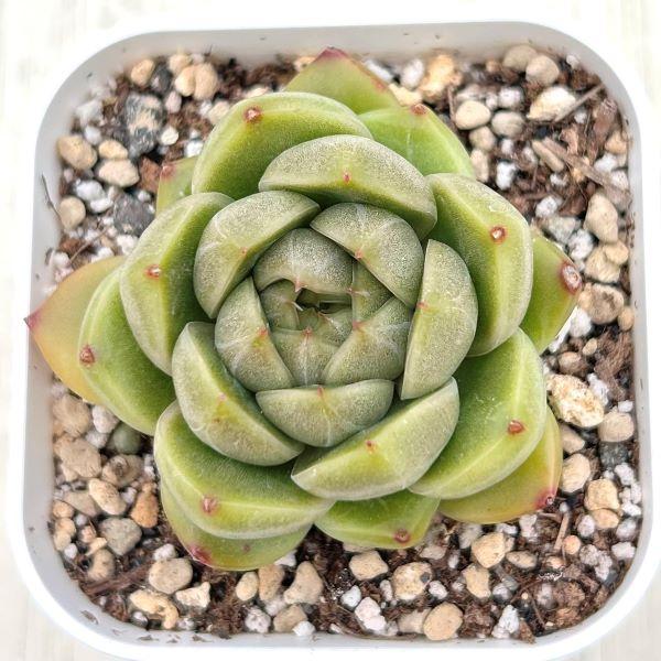 多肉植物 エケベリア ピエラジェニー 7.5cmポット苗 : ハニーミント