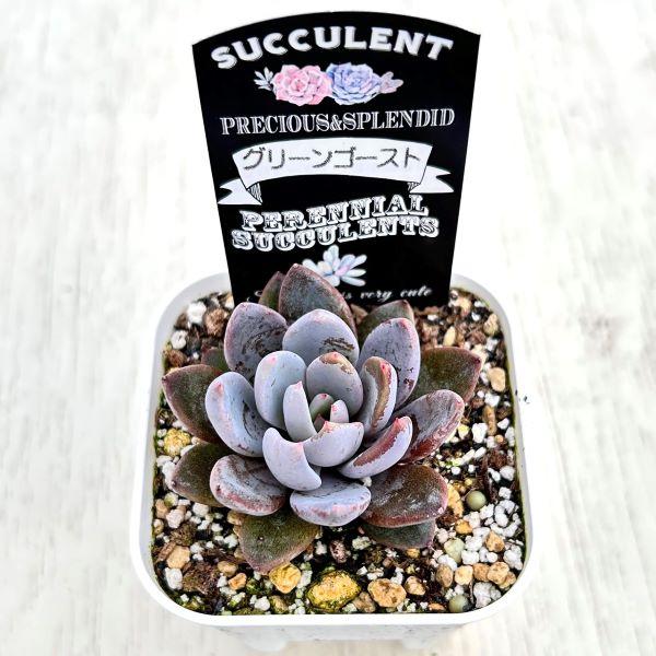 多肉植物 エケベリア グリーンゴースト 7.5cmポット苗 : ハニーミント