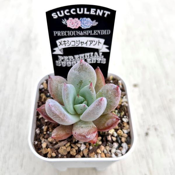 多肉植物 エケベリア メキシコジャイアント 7.5cmポット苗 : ハニー