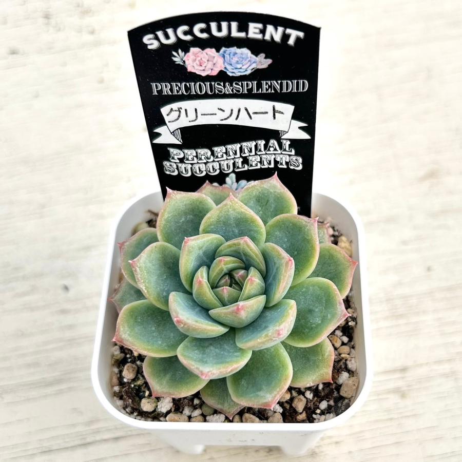 多肉植物 エケベリア グリーンハート 7.5cmポット苗 : ハニーミント