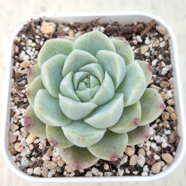 多肉植物 エケベリア ムーンライト 7.5cmポット苗 : ハニーミント