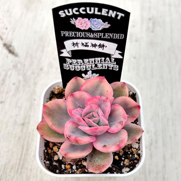 多肉植物 エケベリア 祈福神錦 7.5cmポット苗 : ハニーミント - 通販
