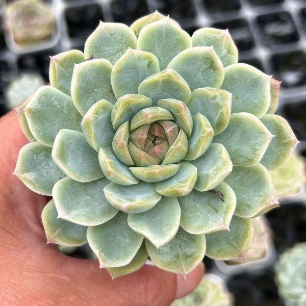 プルメリア⭐️１１ポットセット⭐️10品種＋１ポットラベル無し㋐ 多肉植物 エケベリア ブルースカイ2 7.5cmポット苗 : ハニーミント
