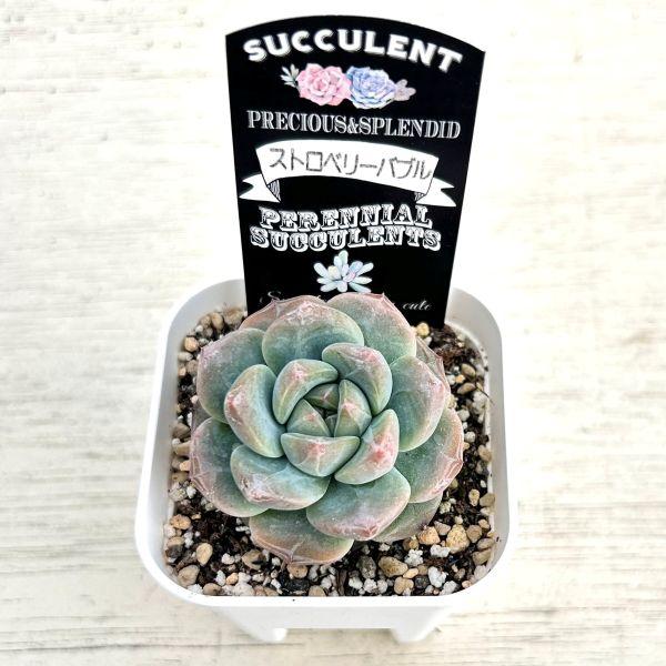 多肉植物 エケベリア ストロベリーバブル 7.5cmポット苗 : ハニー