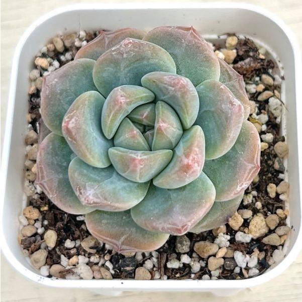 多肉植物 エケベリア ストロベリーバブル 7.5cmポット苗 : ハニー