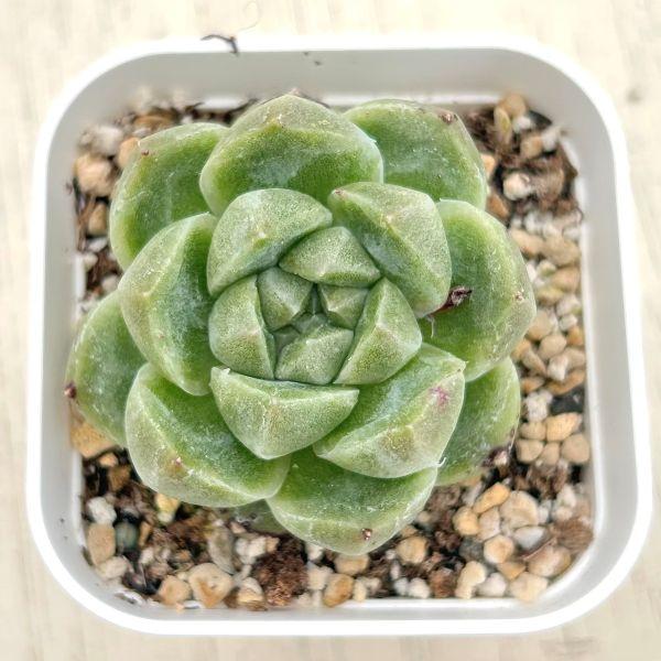 多肉植物 エケベリア グリーンラム 7.5cmポット苗 : ハニーミント