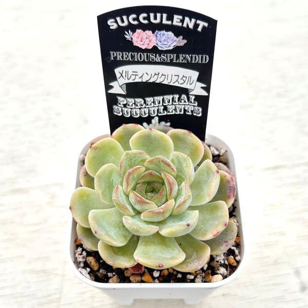 多肉植物 エケベリア メルティングクリスタル 7.5cmポット苗 : ハニー