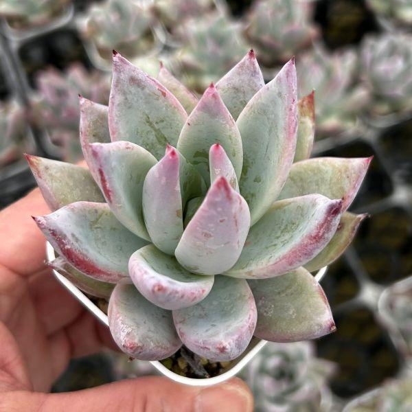 多肉植物 エケベリア ワイルドコロラータ（キズあり） 7.5cmポット苗