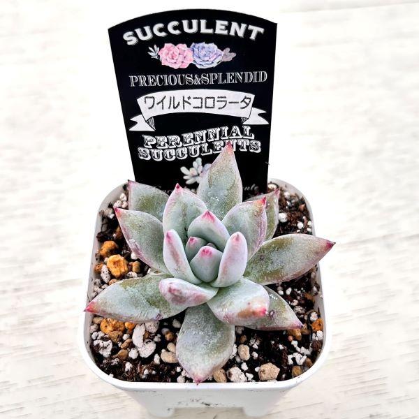 多肉植物 エケベリア ワイルドコロラータ 7.5cmポット苗 : ハニー