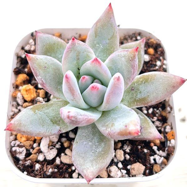 多肉植物 エケベリア ワイルドコロラータ（キズあり） 7.5cmポット苗