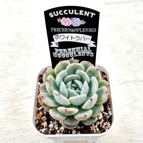 多肉植物 エケベリア ホワイトラバー 7.5cmポット苗 : ハニーミント