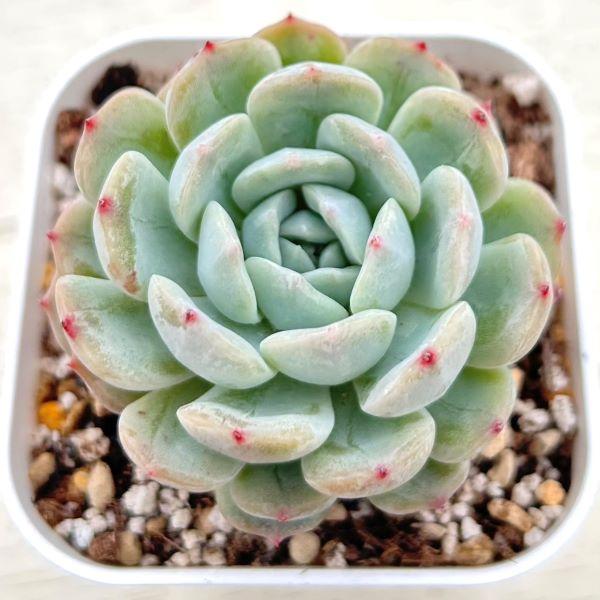 多肉植物 エケベリア ホワイトラバー 7.5cmポット苗 : ハニーミント